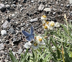 Plebejus anna