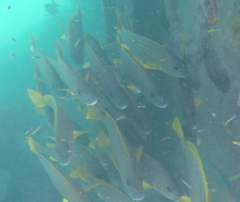 Plectorhinchus chrysotaenia