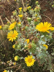 Grindelia