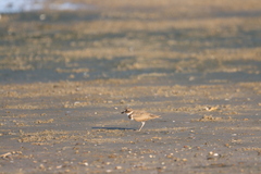 Charadrius wilsonia