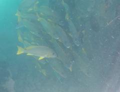 Plectorhinchus chrysotaenia