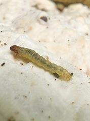 Tortricoidea