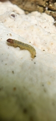 Tortricoidea