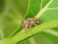 Pseudocneorhinus bifasciatus