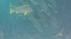 Plectorhinchus chrysotaenia