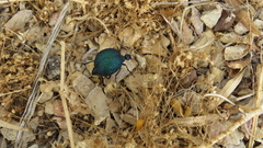 Cysteodemus wislizeni