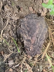 Anaxyrus americanus charlesmithi