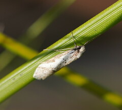 Philobota acropola