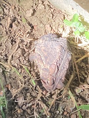 Anaxyrus americanus charlesmithi
