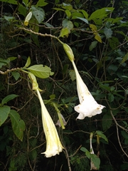 Brugmansia