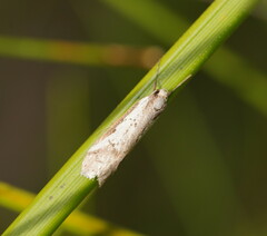 Philobota acropola