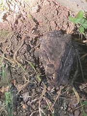 Anaxyrus americanus charlesmithi