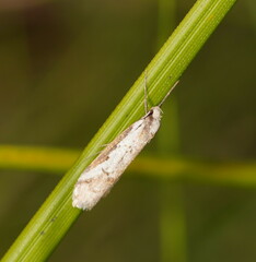 Philobota acropola