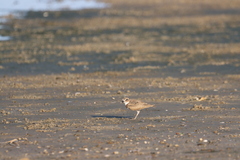Charadrius wilsonia