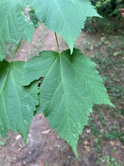 Acer spicatum