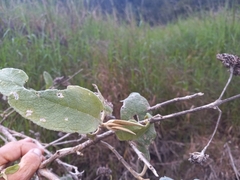Buddleja domingensis