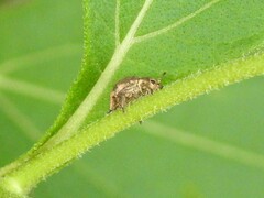 Pseudocneorhinus bifasciatus