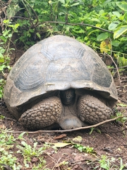 Chelonoidis niger porteri
