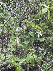 Phyllostegia grandiflora