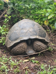 Chelonoidis niger porteri