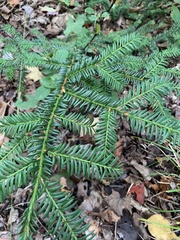 Taxus baccata