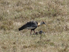 Theristicus caudatus