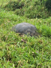 Chelonoidis niger porteri
