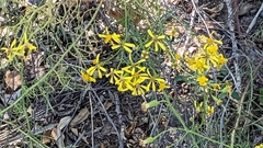 Senecio spartioides