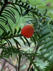 Taxus baccata