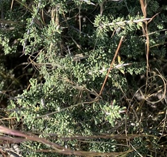 Condalia ericoides