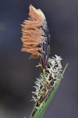 Carex spectabilis