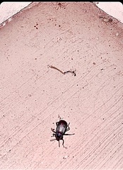 Eleodes suturalis