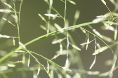 Eragrostis intermedia