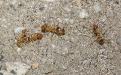 Myrmecocystus testaceus