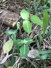 Desmodium uncinatum
