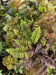 Adenophorus tamariscinus