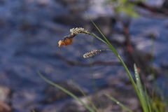 Carex spectabilis