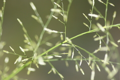 Eragrostis intermedia