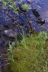 Carex spectabilis