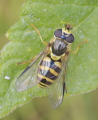 Dasysyrphus
