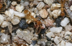 Myrmecocystus testaceus