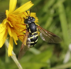 Chrysotoxum festivum