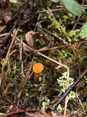 Hygrocybe mucronella