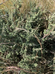 Condalia ericoides