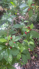 Psychotria nervosa