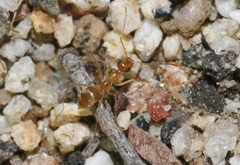 Myrmecocystus testaceus