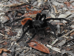 Tliltocatl epicureanus