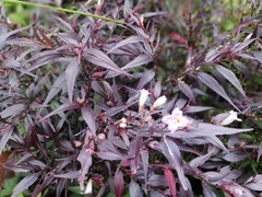 Strobilanthes auriculata dyeriana