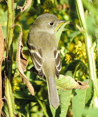 Empidonax minimus