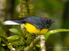 Myioborus miniatus